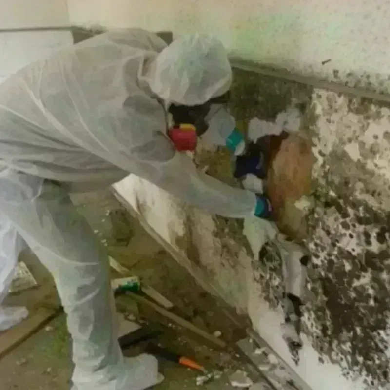 Mold Remediation and Removal in Waverly, OH